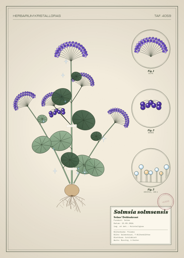 Botanische Tafel: Solmsia solmsensis, eine erfundene Pflanze aus Solms, gezeichnet wie in einem alten Pflanzenatlas