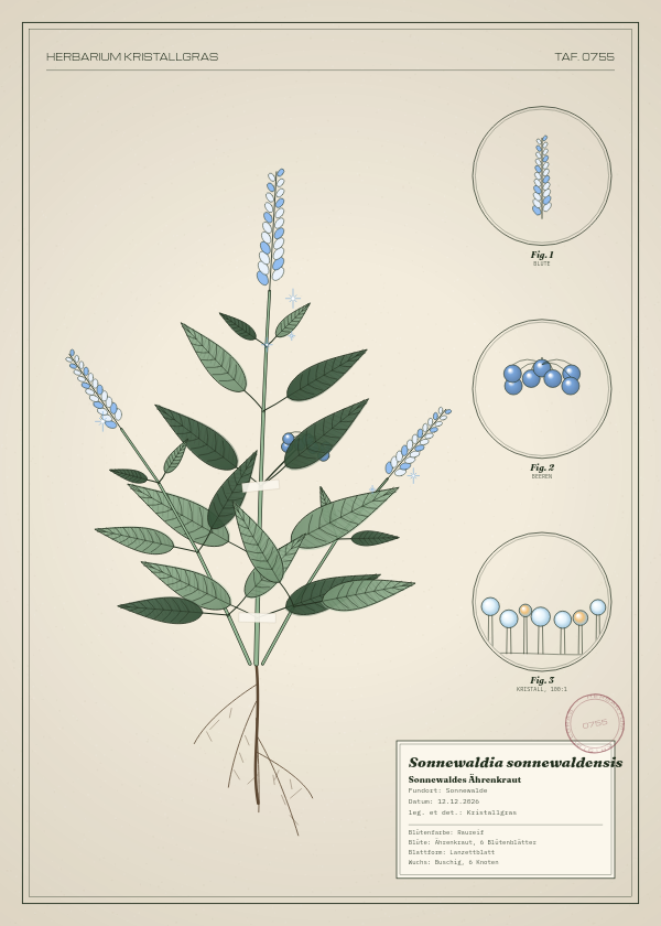 Botanische Tafel: Sonnewaldia sonnewaldensis, eine erfundene Pflanze aus Sonnewalde, gezeichnet wie in einem alten Pflanzenatlas