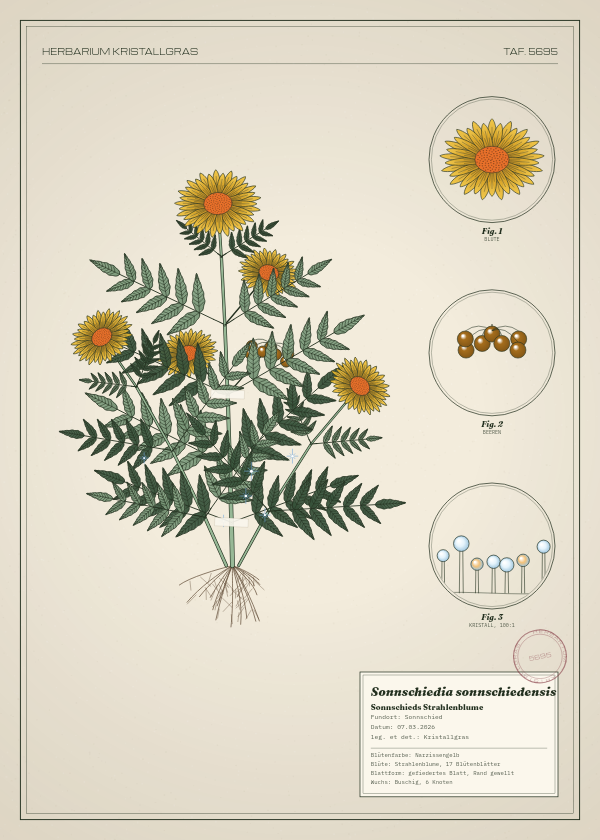 Botanische Tafel: Sonnschiedia sonnschiedensis, eine erfundene Pflanze aus Sonnschied, gezeichnet wie in einem alten Pflanzenatlas