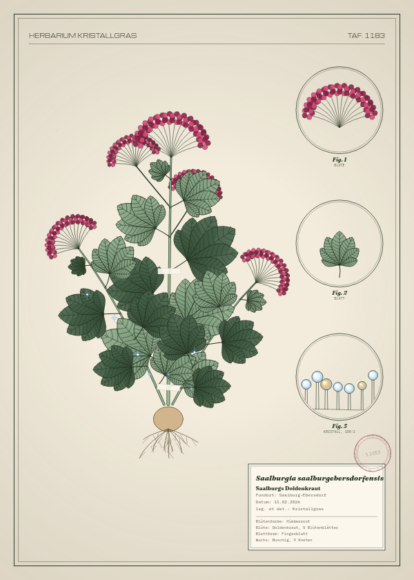Botanische Tafel: Saalburgia saalburgebersdorfensis, eine erfundene Pflanze aus Saalburg-Ebersdorf, gezeichnet wie in einem alten Pflanzenatlas