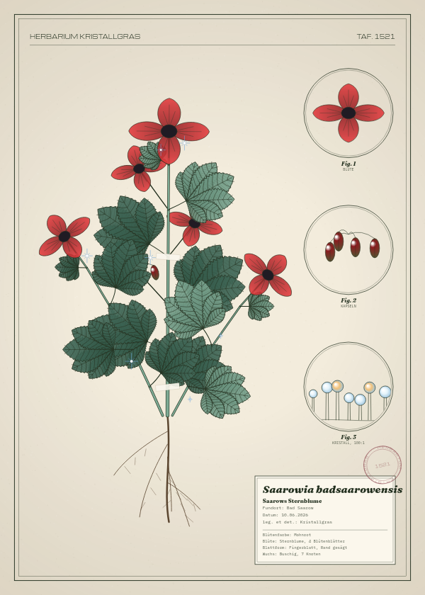 Botanische Tafel: Saarowia badsaarowensis, eine erfundene Pflanze aus Bad Saarow, gezeichnet wie in einem alten Pflanzenatlas