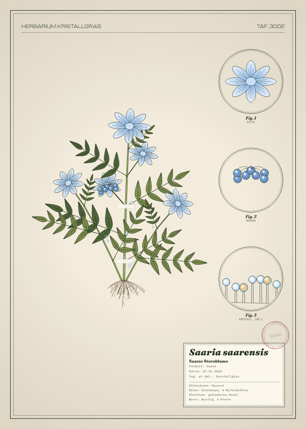 Botanische Tafel: Saaria saarensis, eine erfundene Pflanze aus Saara, gezeichnet wie in einem alten Pflanzenatlas