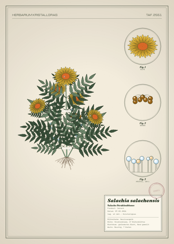 Botanische Tafel: Salachia salachensis, eine erfundene Pflanze aus Salach, gezeichnet wie in einem alten Pflanzenatlas