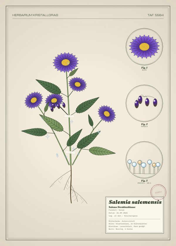 Botanische Tafel: Salemia salemensis, eine erfundene Pflanze aus Salem, gezeichnet wie in einem alten Pflanzenatlas