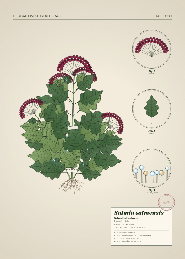 Botanische Tafel: Salmia salmensis, eine erfundene Pflanze aus Salm, gezeichnet wie in einem alten Pflanzenatlas