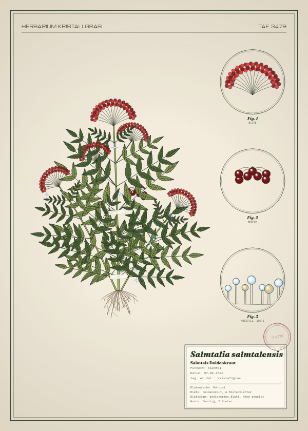 Botanische Tafel: Salmtalia salmtalensis, eine erfundene Pflanze aus Salmtal, gezeichnet wie in einem alten Pflanzenatlas