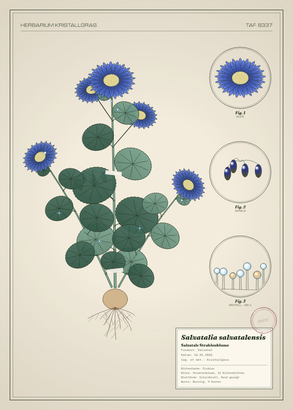 Botanische Tafel: Salzatalia salzatalensis, eine erfundene Pflanze aus Salzatal, gezeichnet wie in einem alten Pflanzenatlas
