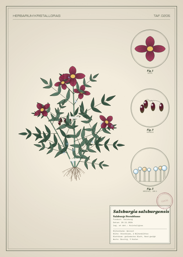 Botanische Tafel: Salzburgia salzburgensis, eine erfundene Pflanze aus Salzburg, gezeichnet wie in einem alten Pflanzenatlas