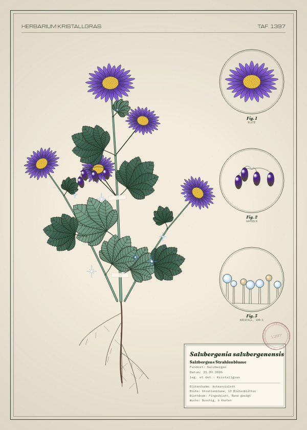 Botanische Tafel: Salzbergenia salzbergenensis, eine erfundene Pflanze aus Salzbergen, gezeichnet wie in einem alten Pflanzenatlas