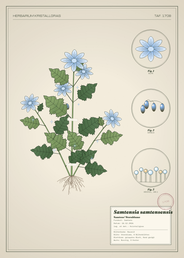 Botanische Tafel: Samtensia samtensensis, eine erfundene Pflanze aus Samtens, gezeichnet wie in einem alten Pflanzenatlas
