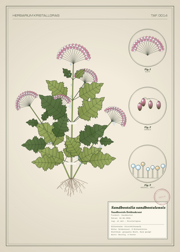 Botanische Tafel: Sandbostelia sandbostelensis, eine erfundene Pflanze aus Sandbostel, gezeichnet wie in einem alten Pflanzenatlas