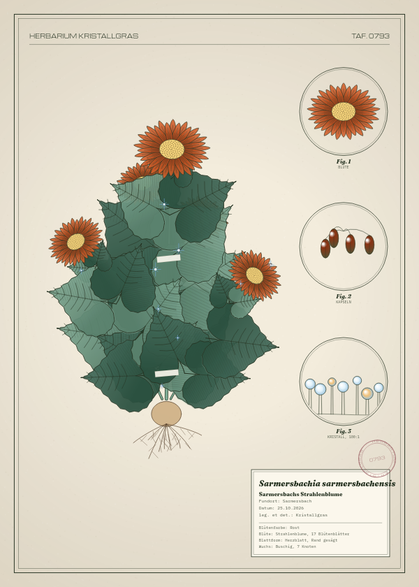 Botanische Tafel: Sarmersbachia sarmersbachensis, eine erfundene Pflanze aus Sarmersbach, gezeichnet wie in einem alten Pflanzenatlas