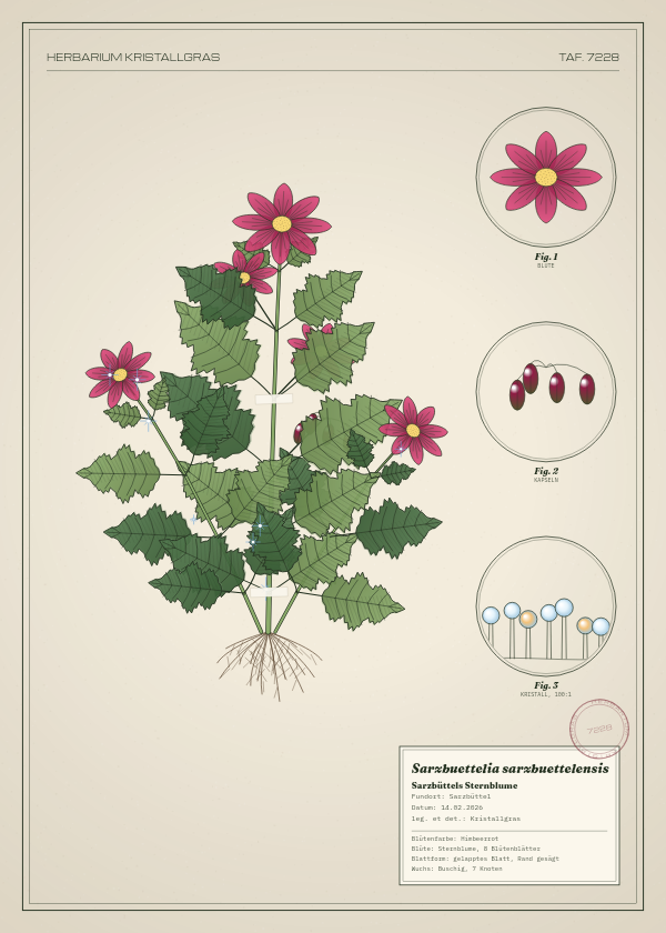 Botanische Tafel: Sarzbuettelia sarzbuettelensis, eine erfundene Pflanze aus Sarzbüttel, gezeichnet wie in einem alten Pflanzenatlas