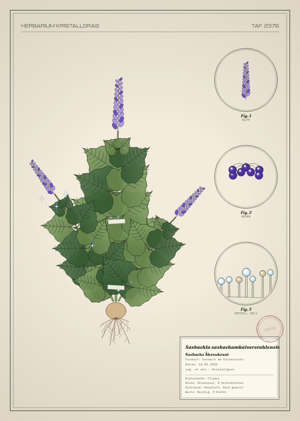 Botanische Tafel: Sasbachia sasbachamkaiserstuhlensis, eine erfundene Pflanze aus Sasbach am Kaiserstuhl, gezeichnet wie in einem alten Pflanzenatlas