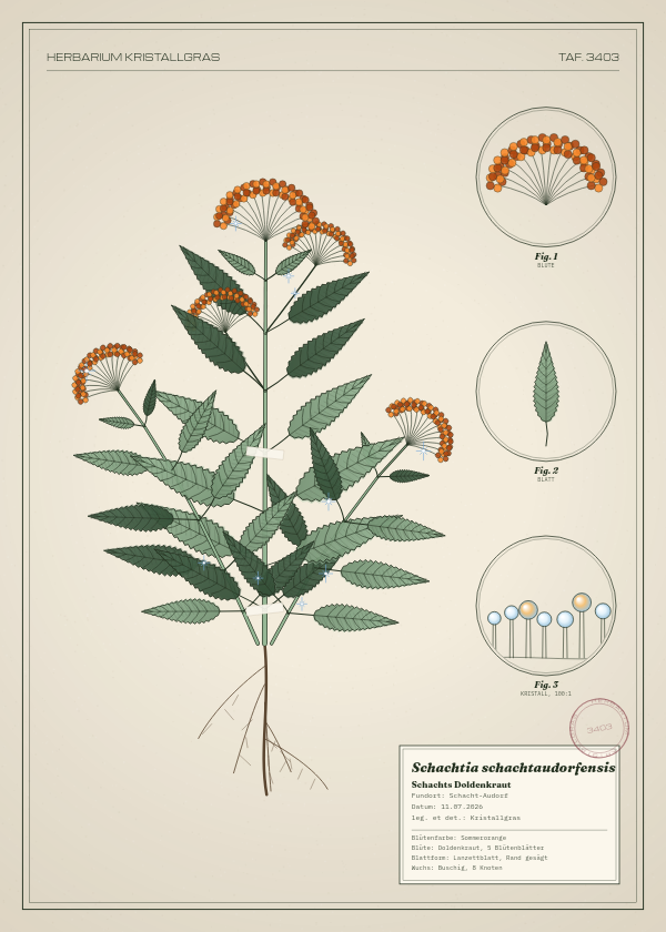 Botanische Tafel: Schachtia schachtaudorfensis, eine erfundene Pflanze aus Schacht-Audorf, gezeichnet wie in einem alten Pflanzenatlas