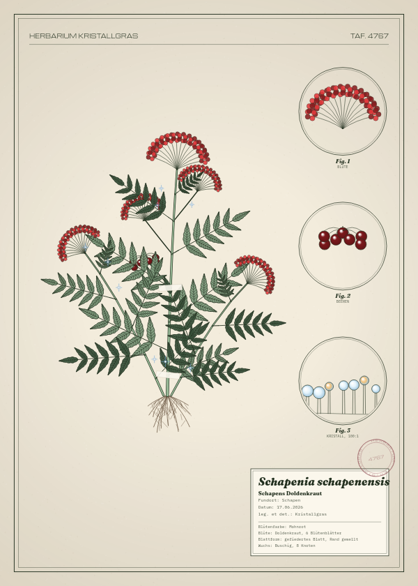 Botanische Tafel: Schapenia schapenensis, eine erfundene Pflanze aus Schapen, gezeichnet wie in einem alten Pflanzenatlas
