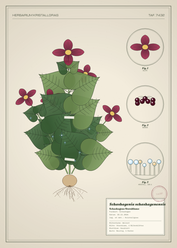 Botanische Tafel: Schashagenia schashagenensis, eine erfundene Pflanze aus Schashagen, gezeichnet wie in einem alten Pflanzenatlas