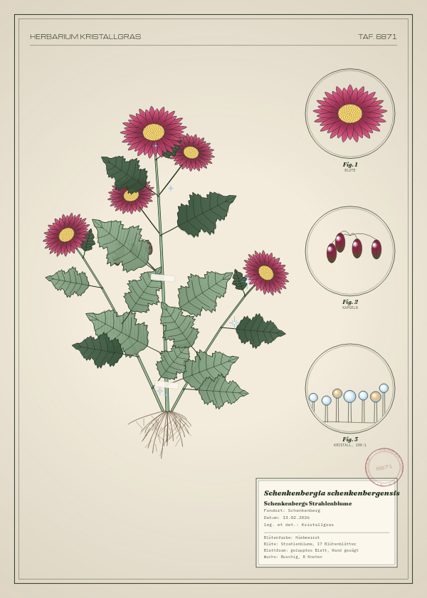 Botanische Tafel: Schenkenbergia schenkenbergensis, eine erfundene Pflanze aus Schenkenberg, gezeichnet wie in einem alten Pflanzenatlas