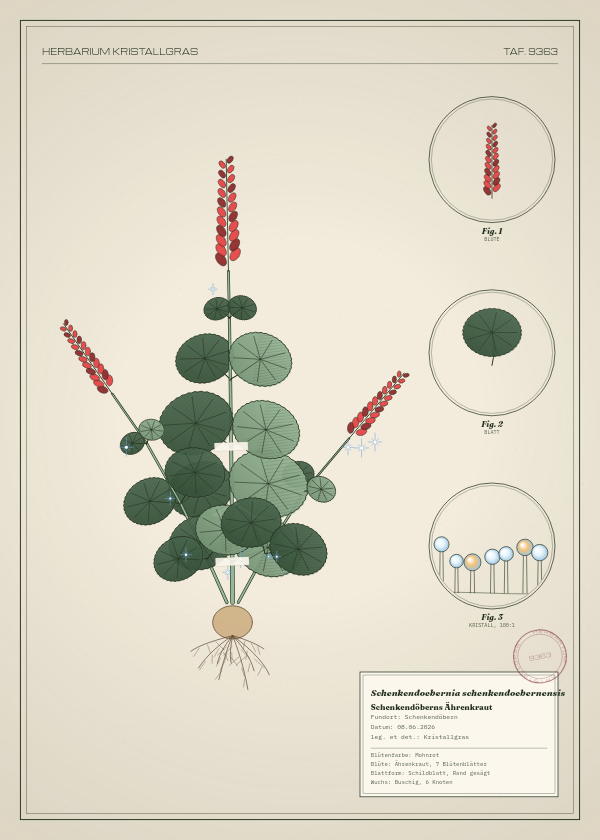 Botanische Tafel: Schenkendoebernia schenkendoebernensis, eine erfundene Pflanze aus Schenkendöbern, gezeichnet wie in einem alten Pflanzenatlas