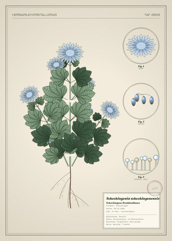 Botanische Tafel: Schechingenia schechingenensis, eine erfundene Pflanze aus Schechingen, gezeichnet wie in einem alten Pflanzenatlas