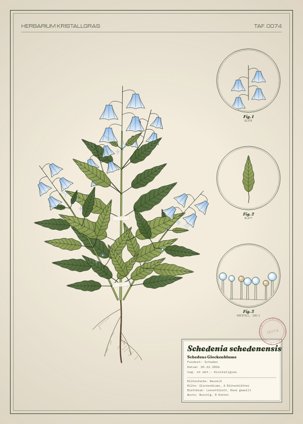 Botanische Tafel: Schedenia schedenensis, eine erfundene Pflanze aus Scheden, gezeichnet wie in einem alten Pflanzenatlas