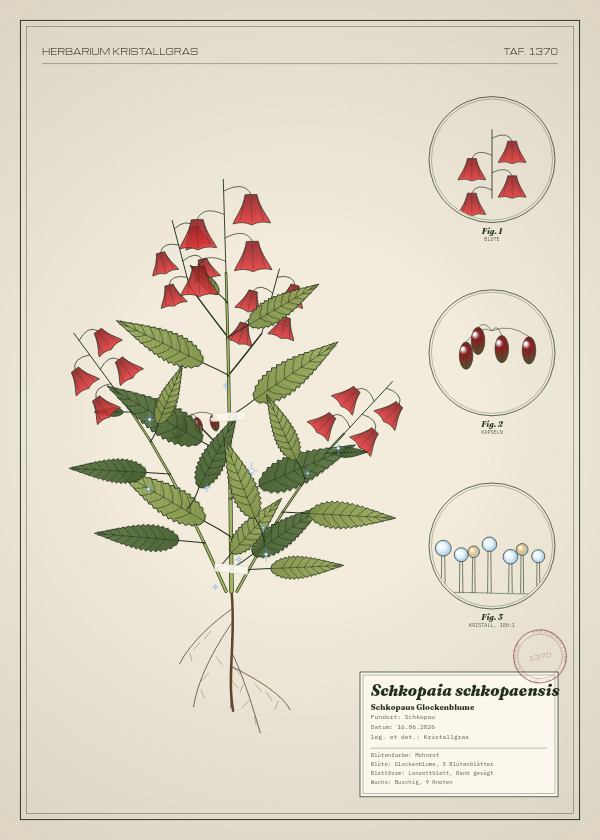 Botanische Tafel: Schkopaia schkopaensis, eine erfundene Pflanze aus Schkopau, gezeichnet wie in einem alten Pflanzenatlas