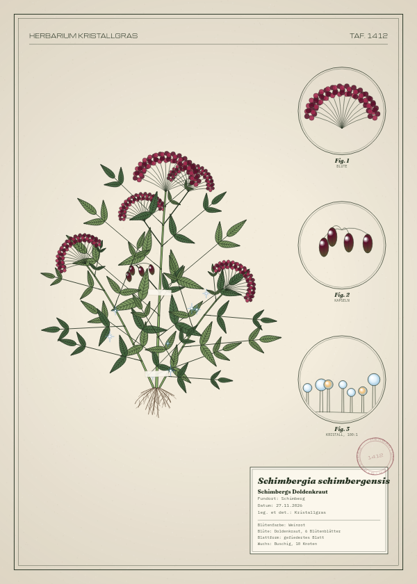 Botanische Tafel: Schimbergia schimbergensis, eine erfundene Pflanze aus Schimberg, gezeichnet wie in einem alten Pflanzenatlas