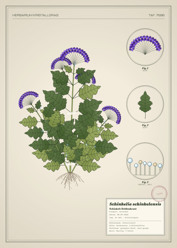 Botanische Tafel: Schinkelia schinkelensis, eine erfundene Pflanze aus Schinkel, gezeichnet wie in einem alten Pflanzenatlas