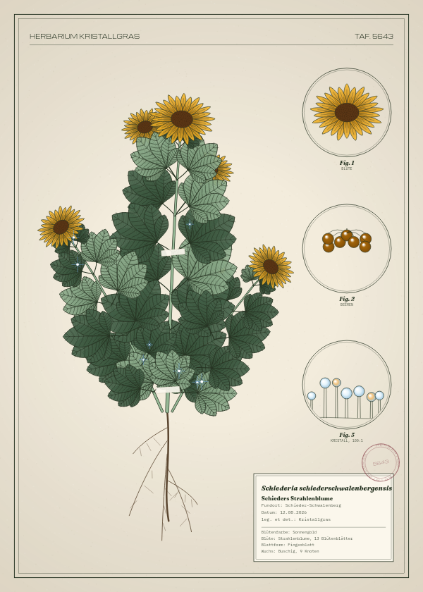 Botanische Tafel: Schiederia schiederschwalenbergensis, eine erfundene Pflanze aus Schieder-Schwalenberg, gezeichnet wie in einem alten Pflanzenatlas