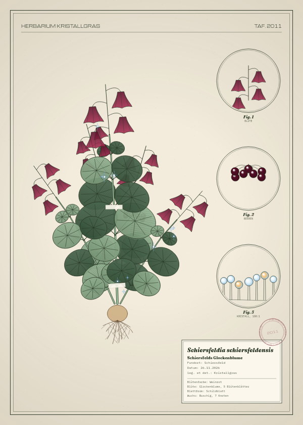 Botanische Tafel: Schiersfeldia schiersfeldensis, eine erfundene Pflanze aus Schiersfeld, gezeichnet wie in einem alten Pflanzenatlas