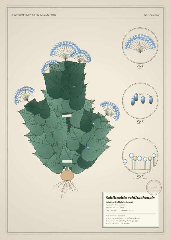 Botanische Tafel: Schiltachia schiltachensis, eine erfundene Pflanze aus Schiltach, gezeichnet wie in einem alten Pflanzenatlas