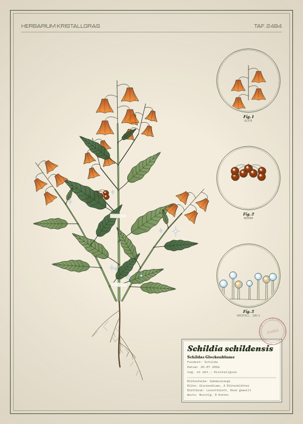 Botanische Tafel: Schildia schildensis, eine erfundene Pflanze aus Schilda, gezeichnet wie in einem alten Pflanzenatlas