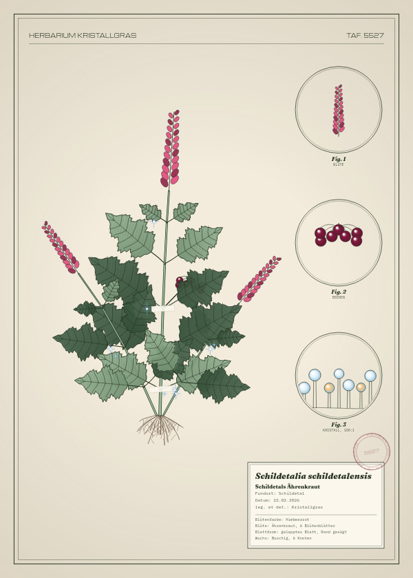 Botanische Tafel: Schildetalia schildetalensis, eine erfundene Pflanze aus Schildetal, gezeichnet wie in einem alten Pflanzenatlas