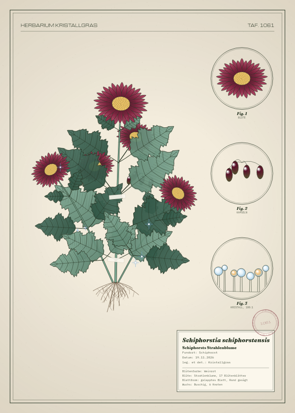 Botanische Tafel: Schiphorstia schiphorstensis, eine erfundene Pflanze aus Schiphorst, gezeichnet wie in einem alten Pflanzenatlas