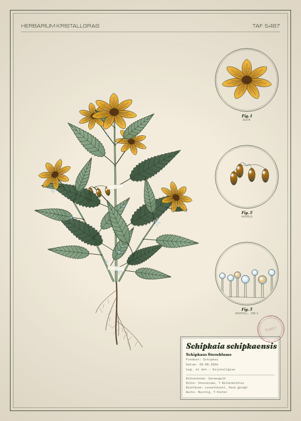Botanische Tafel: Schipkaia schipkaensis, eine erfundene Pflanze aus Schipkau, gezeichnet wie in einem alten Pflanzenatlas
