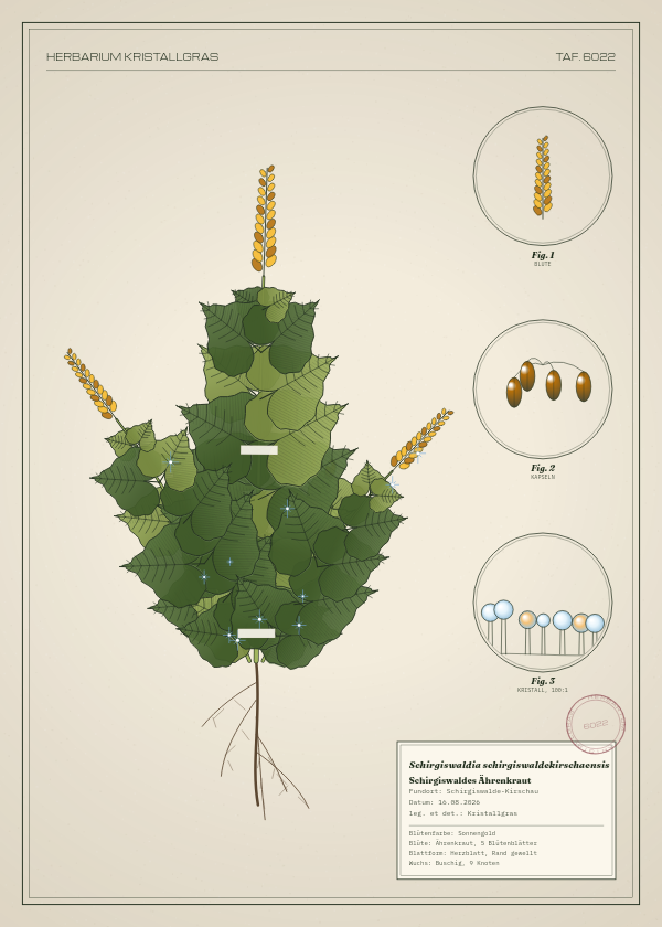 Botanische Tafel: Schirgiswaldia schirgiswaldekirschaensis, eine erfundene Pflanze aus Schirgiswalde-Kirschau, gezeichnet wie in einem alten Pflanzenatlas