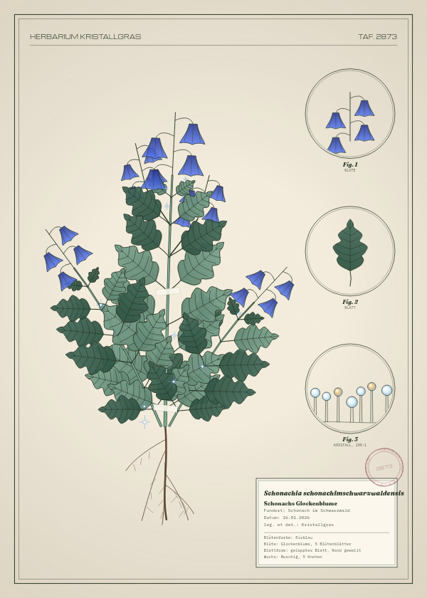 Botanische Tafel: Schonachia schonachimschwarzwaldensis, eine erfundene Pflanze aus Schonach im Schwarzwald, gezeichnet wie in einem alten Pflanzenatlas