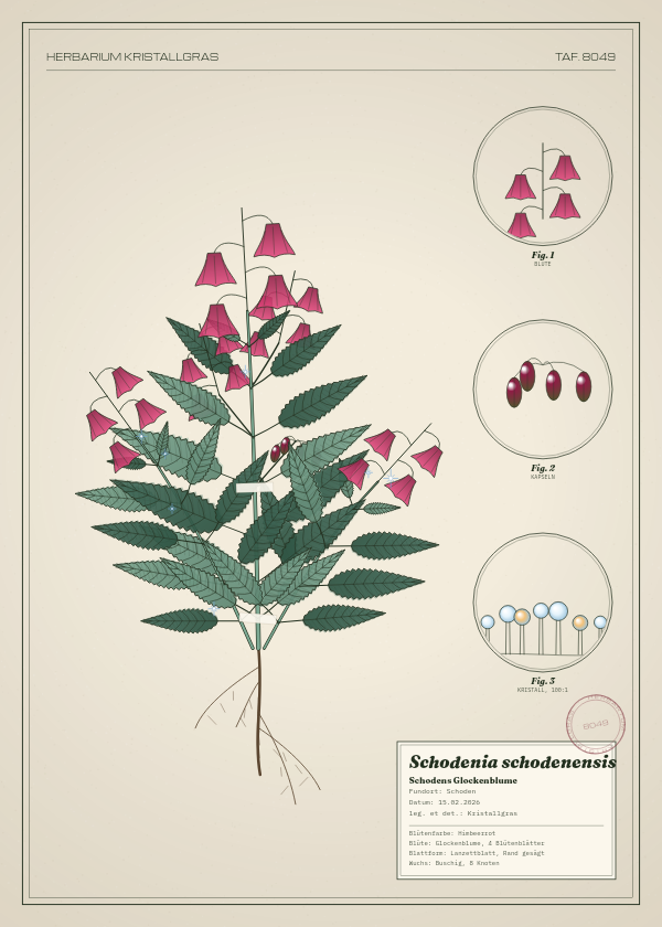 Botanische Tafel: Schodenia schodenensis, eine erfundene Pflanze aus Schoden, gezeichnet wie in einem alten Pflanzenatlas