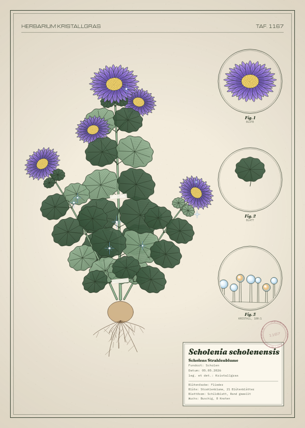 Botanische Tafel: Scholenia scholenensis, eine erfundene Pflanze aus Scholen, gezeichnet wie in einem alten Pflanzenatlas