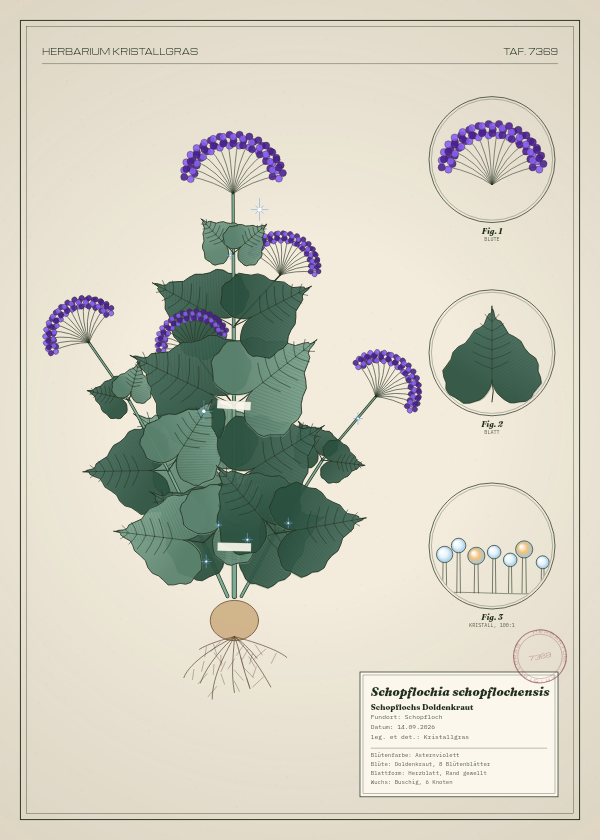 Botanische Tafel: Schopflochia schopflochensis, eine erfundene Pflanze aus Schopfloch, gezeichnet wie in einem alten Pflanzenatlas