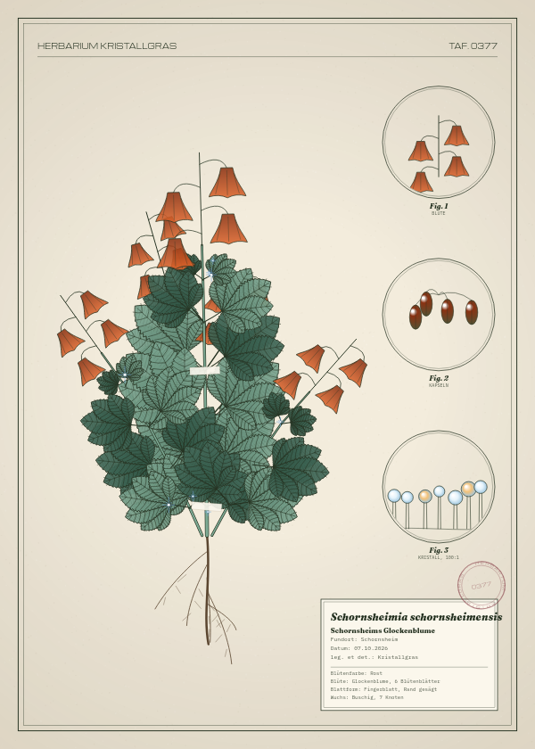 Botanische Tafel: Schornsheimia schornsheimensis, eine erfundene Pflanze aus Schornsheim, gezeichnet wie in einem alten Pflanzenatlas