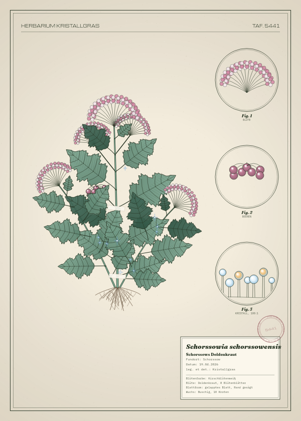 Botanische Tafel: Schorssowia schorssowensis, eine erfundene Pflanze aus Schorssow, gezeichnet wie in einem alten Pflanzenatlas