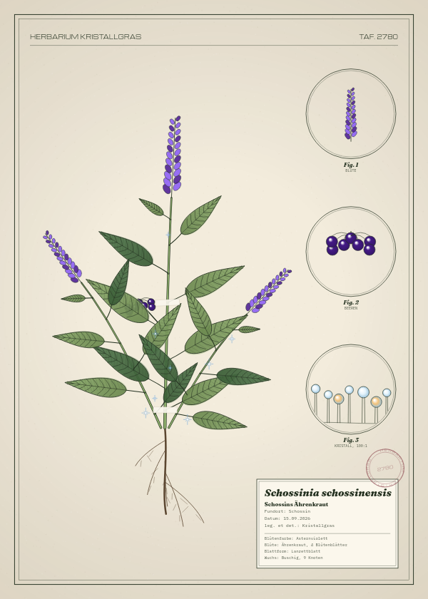 Botanische Tafel: Schossinia schossinensis, eine erfundene Pflanze aus Schossin, gezeichnet wie in einem alten Pflanzenatlas