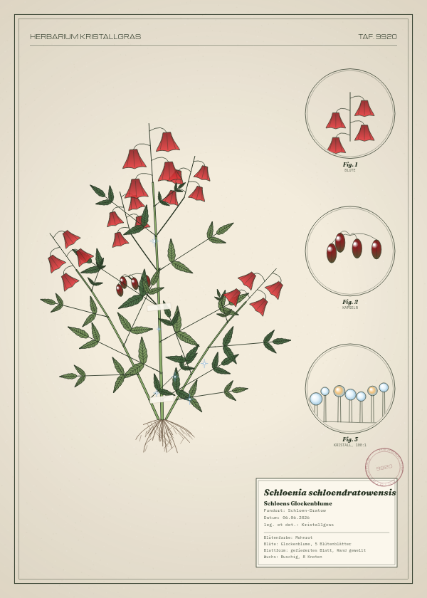 Botanische Tafel: Schloenia schloendratowensis, eine erfundene Pflanze aus Schloen-Dratow, gezeichnet wie in einem alten Pflanzenatlas