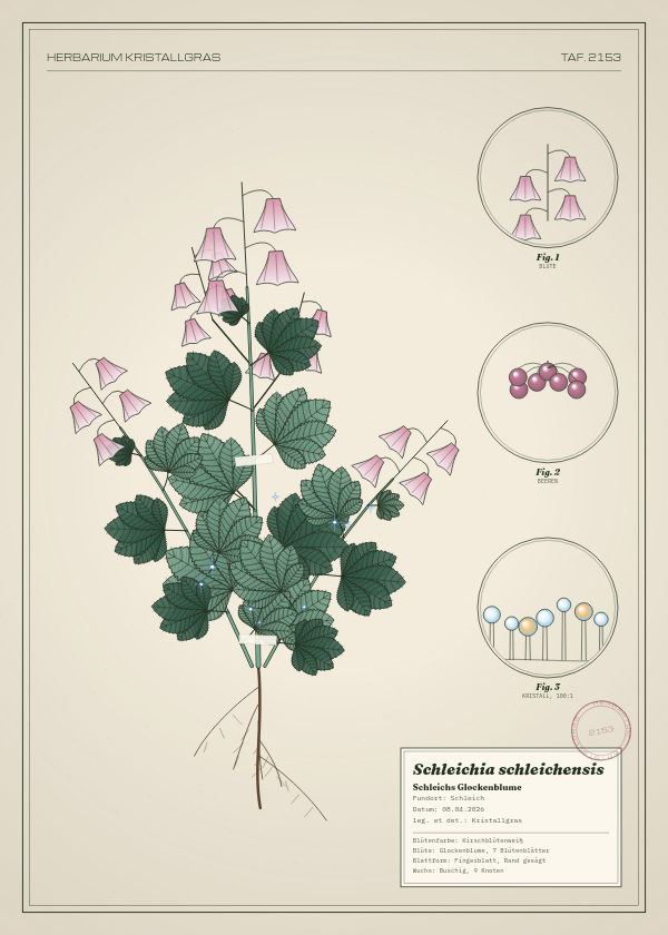 Botanische Tafel: Schleichia schleichensis, eine erfundene Pflanze aus Schleich, gezeichnet wie in einem alten Pflanzenatlas