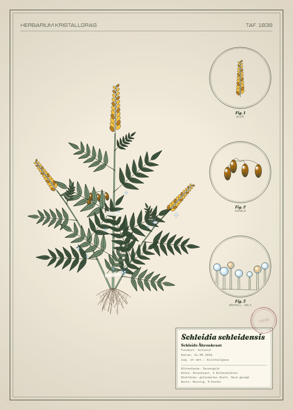 Botanische Tafel: Schleidia schleidensis, eine erfundene Pflanze aus Schleid, gezeichnet wie in einem alten Pflanzenatlas