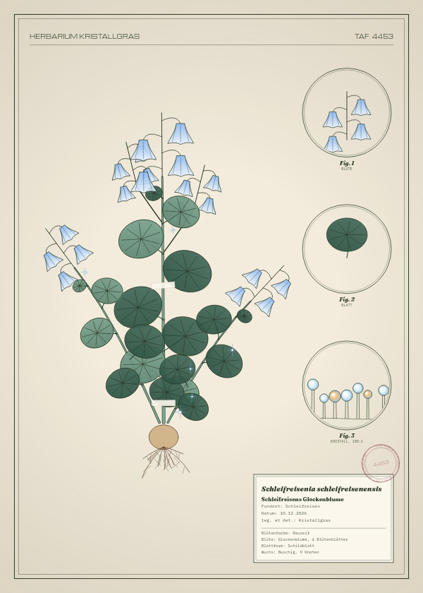 Botanische Tafel: Schleifreisenia schleifreisenensis, eine erfundene Pflanze aus Schleifreisen, gezeichnet wie in einem alten Pflanzenatlas