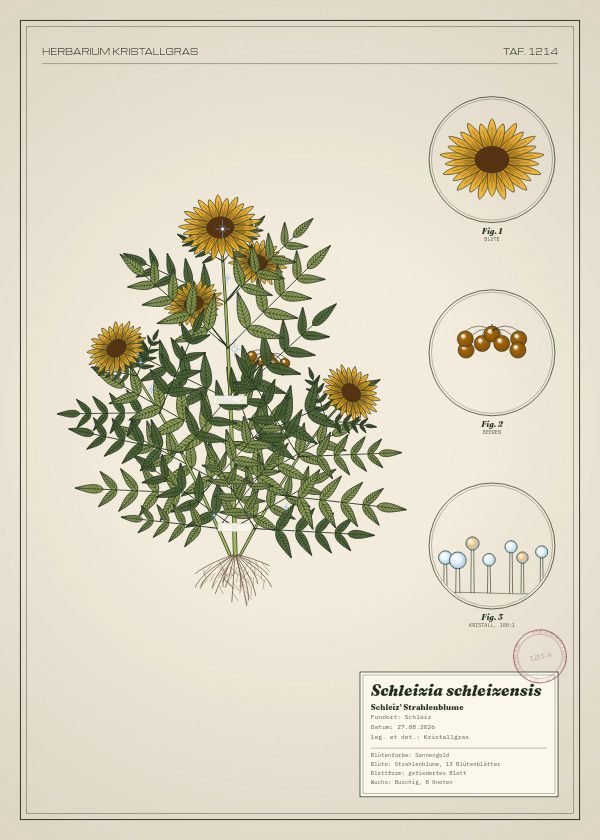 Botanische Tafel: Schleizia schleizensis, eine erfundene Pflanze aus Schleiz, gezeichnet wie in einem alten Pflanzenatlas
