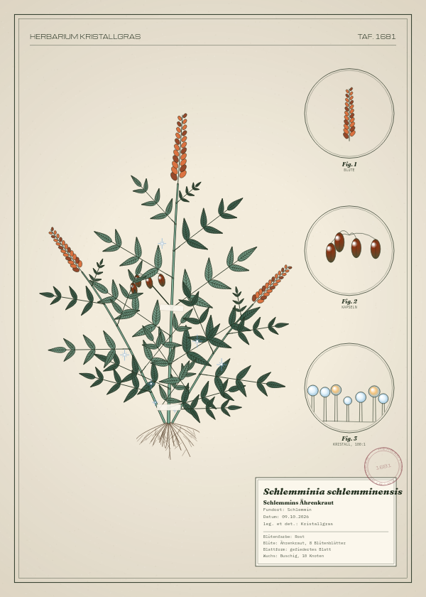 Botanische Tafel: Schlemminia schlemminensis, eine erfundene Pflanze aus Schlemmin, gezeichnet wie in einem alten Pflanzenatlas