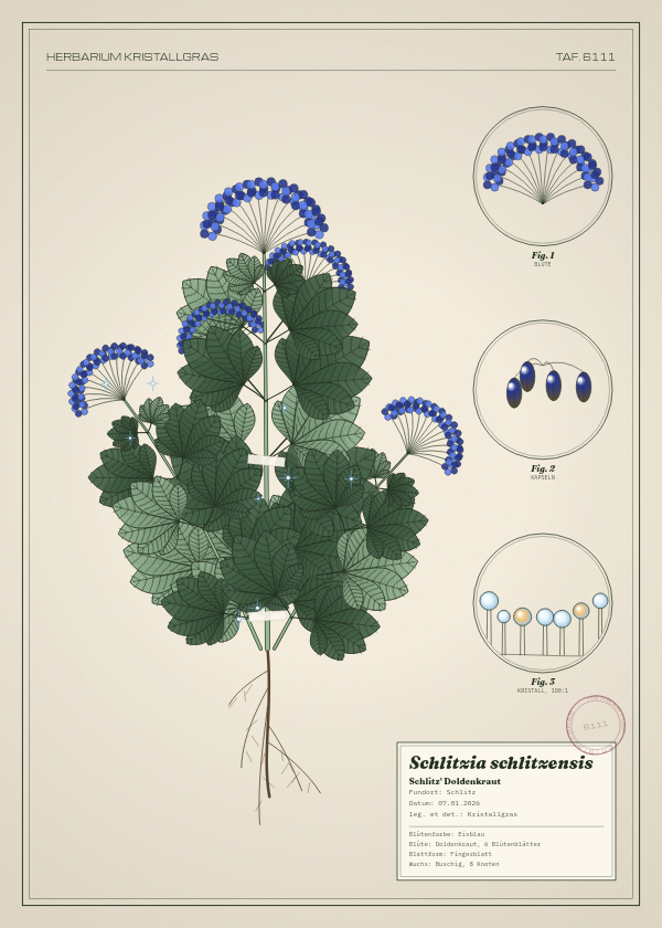 Botanische Tafel: Schlitzia schlitzensis, eine erfundene Pflanze aus Schlitz, gezeichnet wie in einem alten Pflanzenatlas